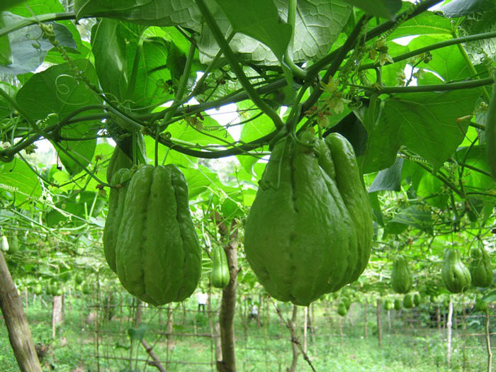 7 loai rau dac san noi tieng o sapa - 7 loại rau đặc sản nổi tiếng ở Sapa