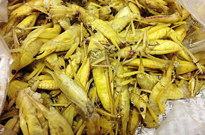 luu ban nhap tu dong - Những  món ăn độc đáo từ côn trùng của người Yên Bái