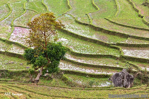 buc tranh da sac mau cua lao cai - Gạo tám Điện Biên - thứ gạo nổi tiếng thơm ngon của cánh đồng Mường Thanh