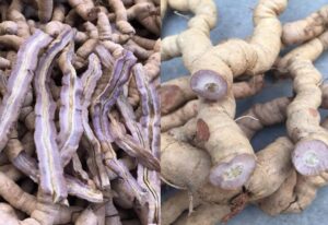 Ba kích tím là gì? Đặc điểm, công dụng và cách sử dụng
