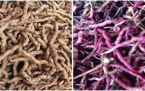 Ba kích tím hay trắng tốt hơn?