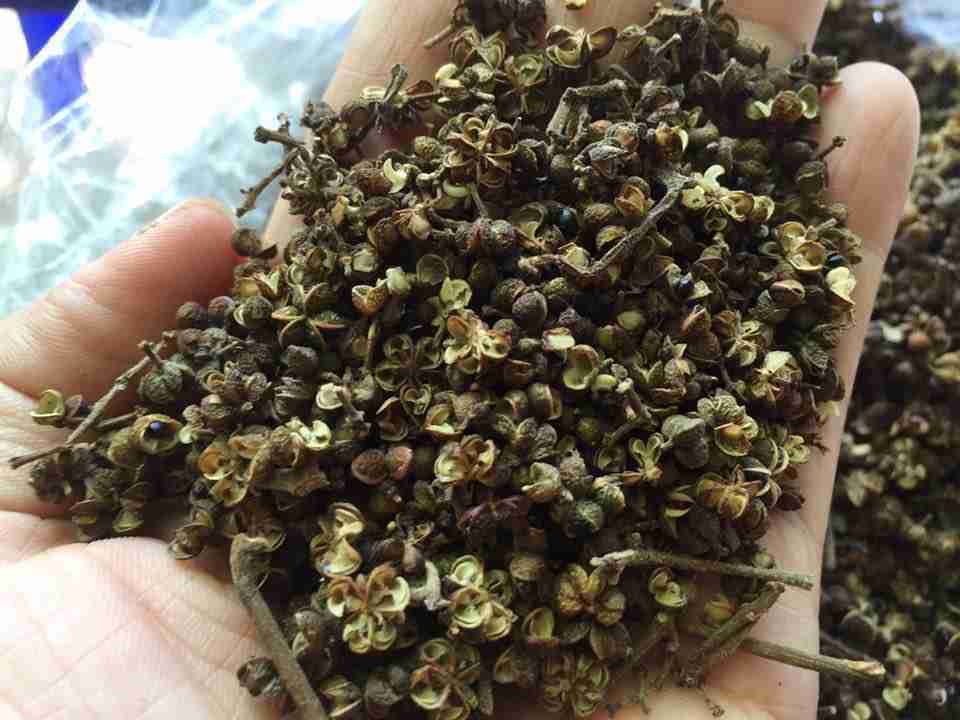 Hạt sẻn có tác dụng gì?