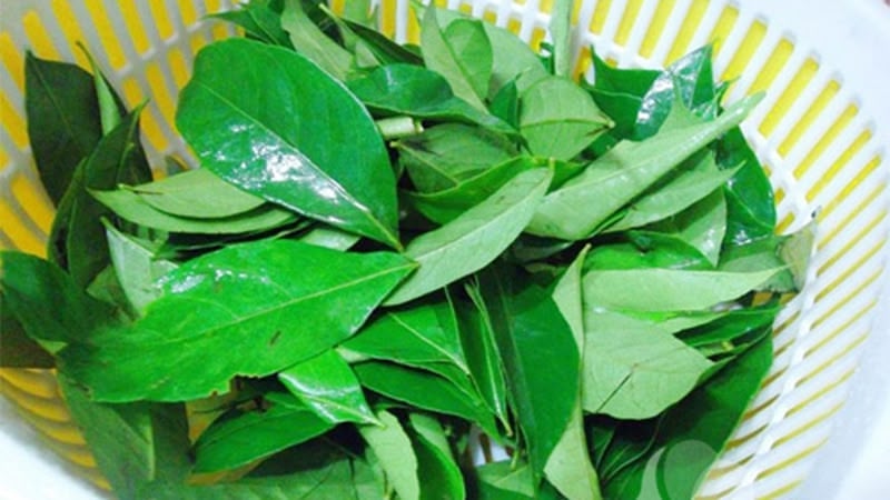 Đặc điểm của lá mắc mật