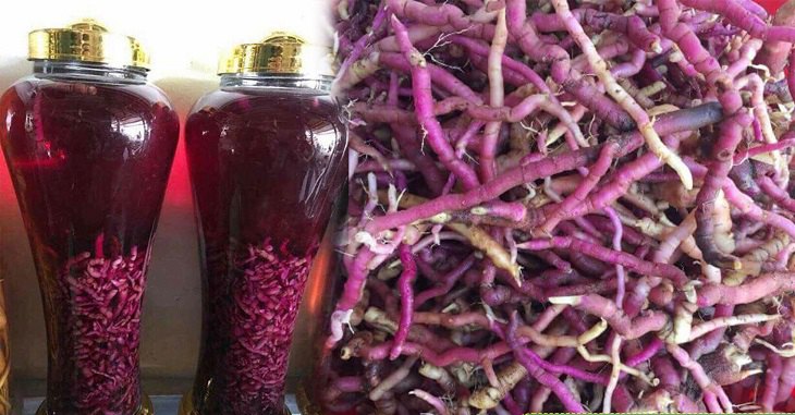 Đặc điểm nhận biết cây ba kích tím
