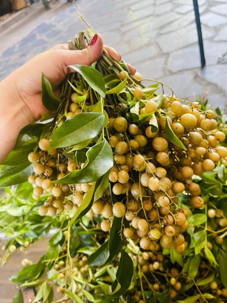 Đặc điểm của quả mắc mật