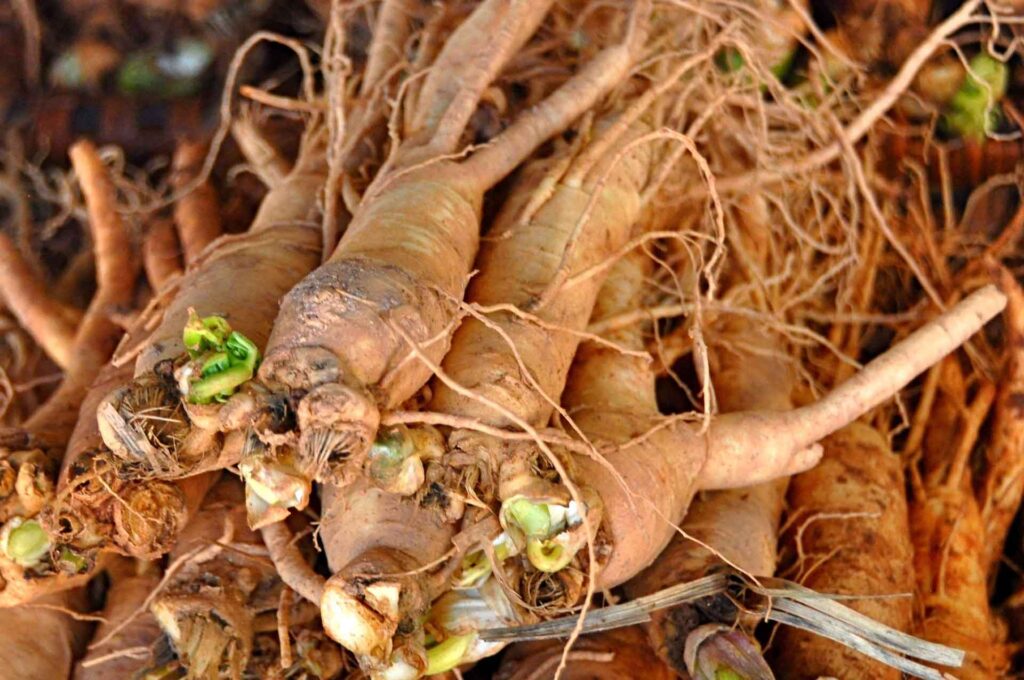 Đương quy là cây thuốc có tên khoa học Angelica sinensis (Oliv.) Diels, thuộc họ Hoa tán (Apiaceae)