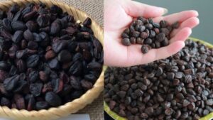 Hạt dổi là gì? Đặc điểm, công dụng và cách sử dụng