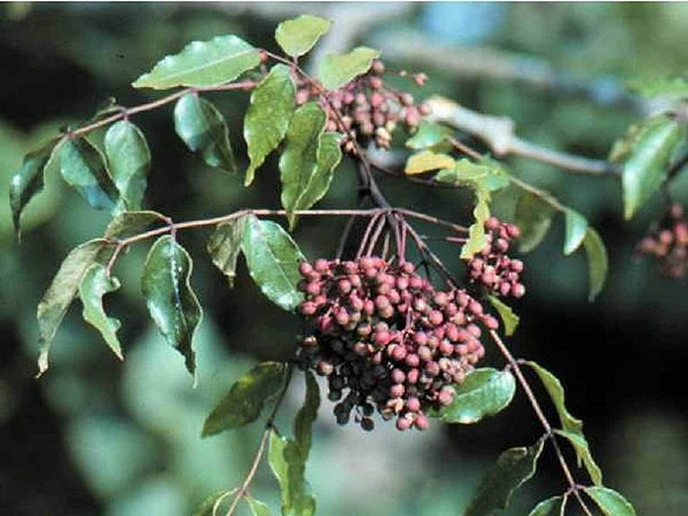 Hạt sẻn là tên gọi dân gian được sử dụng cho một số loại quả gia vị thuộc chi Zanthoxylum, họ Cam (Rutaceae).