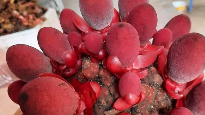 Nấm ngọc cẩu tươi khoảng 85.000 đến 105.000 đồng mỗi kg.