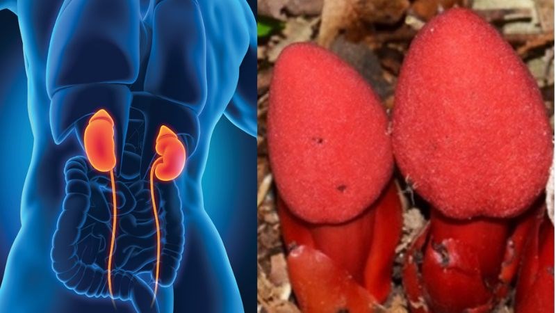 Tác dụng nấm ngọc cẩu đối với sức khỏe