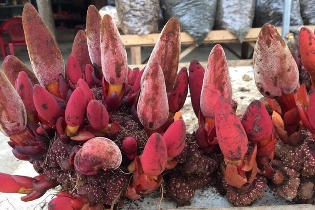 Nấm ngọc cẩu là tên gọi dân gian được sử dụng cho một số loài thực vật ký sinh, đặc biệt là những cây thuộc chi Balanophora