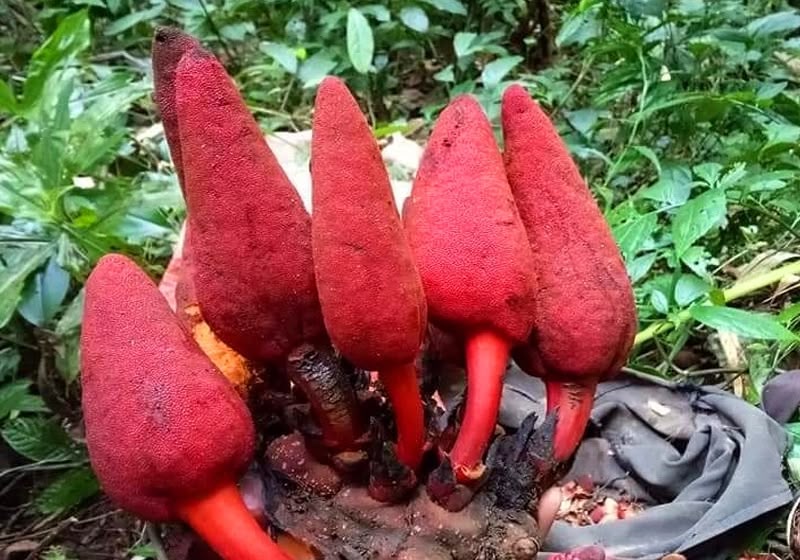 Nấm ngọc cẩu thuộc nhóm Balanophora được ghi nhận tại nhiều khu vực rừng nhiệt đới và cận nhiệt đới ở châu Á.