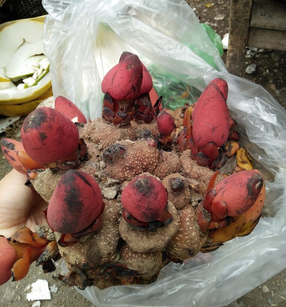 Vì sao nấm ngọc cẩu khó trồng