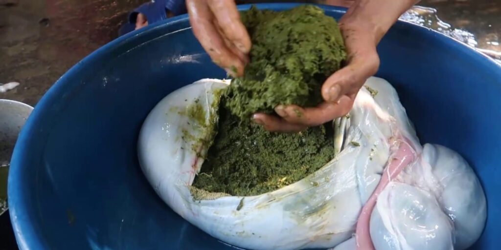 Phần pịa trong ruột non động vật