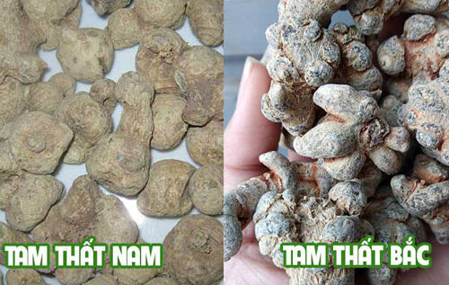 Cách phân biệt tam thất bắc và tam thất nam