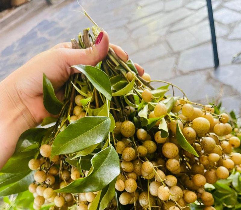Mắc mật có hương thơm nồng, hơi the, vị đắng nhẹ và để lại cảm giác thơm ấm khi ăn