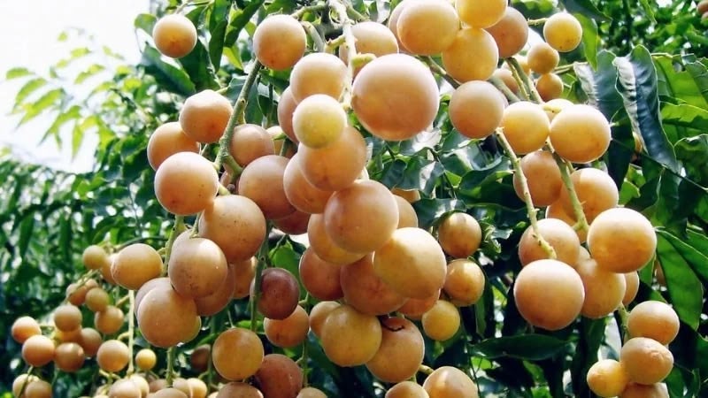 Những sai lầm thường gặp khi sử dụng mắc mật