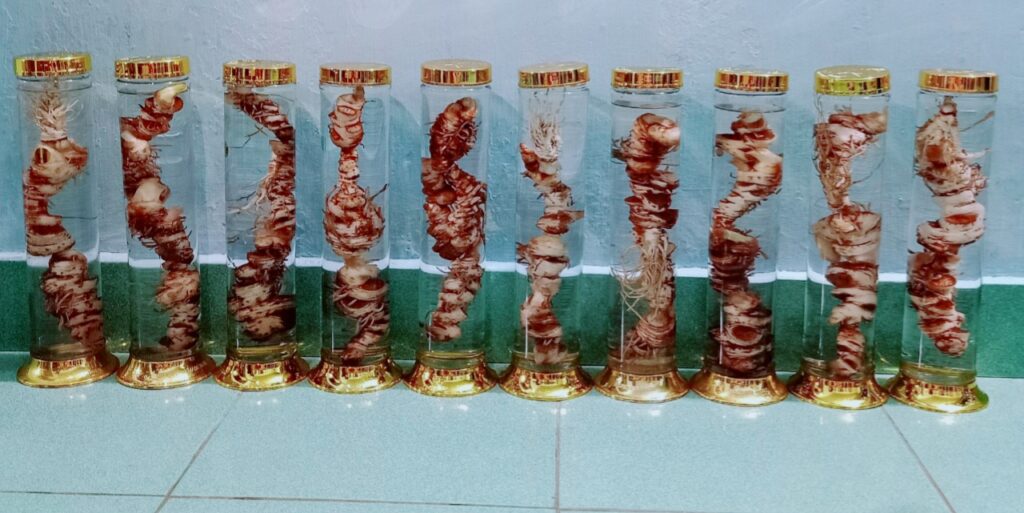 Thất diệp nhất chi hoa ngâm rượu